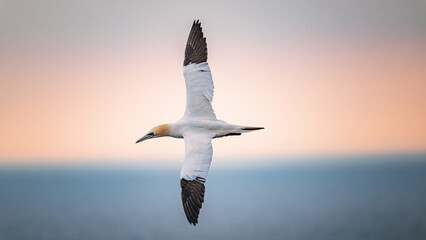 gannets on Helgoland