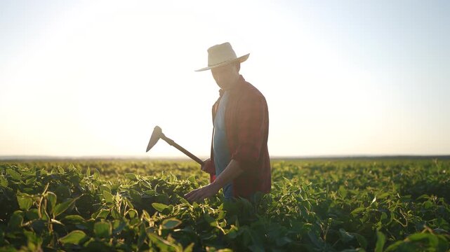 Farmer hunching over a field of soybeans with hoe. Field agronomy young concept. Farmer working on soybeans walks through the field. Silhouette of farmer working with lifestyle a hoe on soybeans.