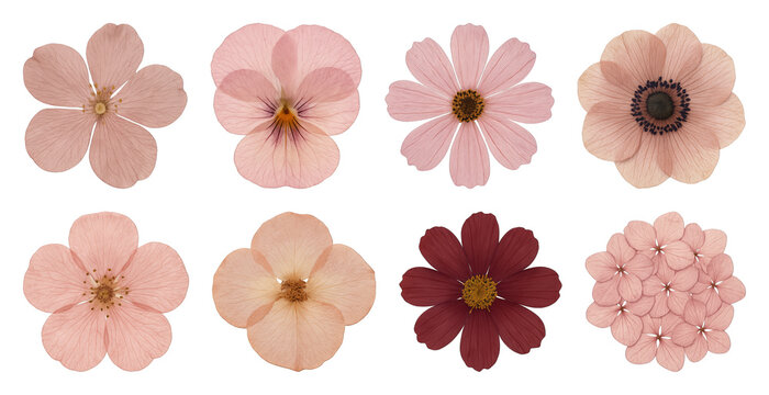 Diverse pink floral collection.