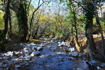 Creek flowing in a forest in Val Rosandra in Italy