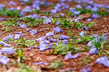 Detailed close-up with selective focus on the ground. The purple Jacaranda mimosifolia flower carpet contrasts with the reddish soil and green grass. 