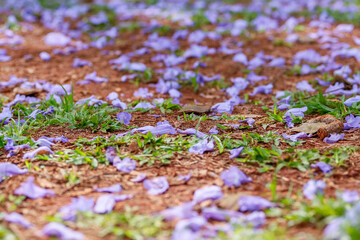 Detailed close-up with selective focus on the ground. The purple Jacaranda mimosifolia flower carpet contrasts with the reddish soil and green grass. 