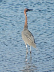 A reddish egret stalks the shallows