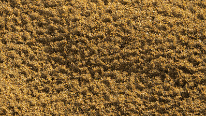 Granular golden-brown sand with uneven surface and natural contours. Ideal for backgrounds, geology, or environmental themes