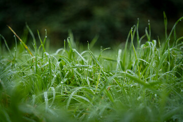 Sous la pluie, les herbes sont en gros plan.