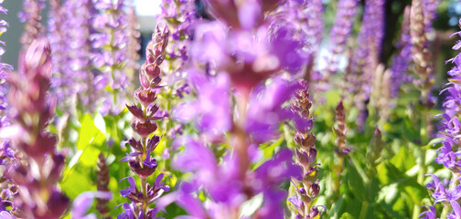 purple flowers blurred foreground