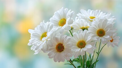 Obraz premium Elegant White Daisies in Soft Focus - A Floral Still Life.