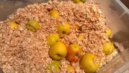 Bright yellow and red apples are packed and partially buried in light-colored wood shavings inside...
