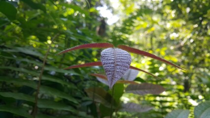 Cool plant leaf background. Photo taken in the forest. Nature Theme. Perfect for documentaries about tropical rainforests and World Environment Day on June 5th.
