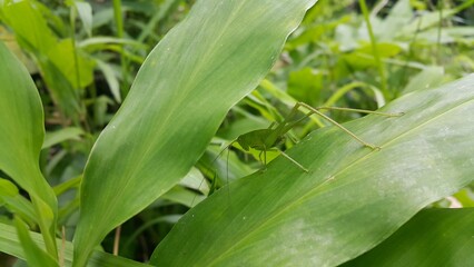 The phaneroptera falcata grasshopper (mecopoda nipponensis) perches on a green plant leaf. Perfect for documentaries about tropical rainforests and World Nature Conservation Day on July 28th.