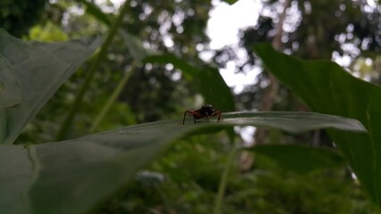 Peirates hybridus is a species of species in the family Reduviidae. World Environment Day on June 5th. World Wildlife Conservation Day on December 4th. Shot in a tropical rainforest. 