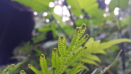 Textured plant leaves background. Photo shot in the forest.