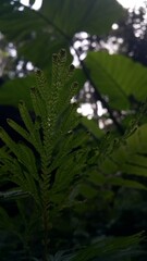 Textured plant leaves background. Photo shot in the forest.