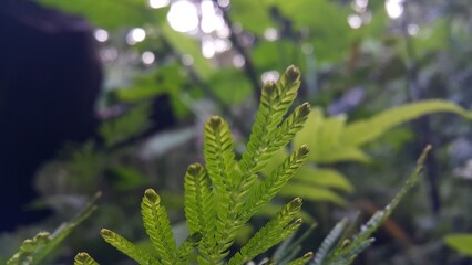Textured plant leaves background. Photo shot in the forest.