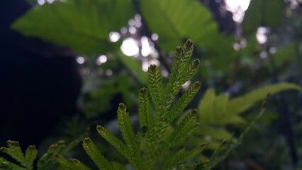 Textured plant leaves background. Photo shot in the forest. World Environment Day on June 5th. World Wildlife Conservation Day on December 4th. World Nature Conservation Day on July 28th.