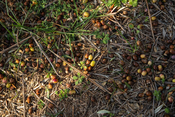Olives on the ground