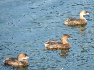 Three ducks swimming thru the grasses at low tide