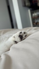A close-up shot of a small cat paw, resting on a soft light color blanket. The fur is white, and the paw pads are black