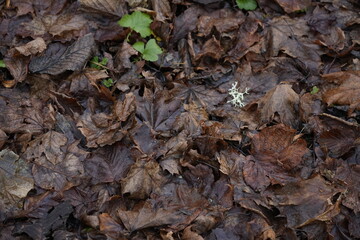 autumn leaves on the ground