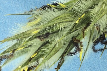 Fototapeta premium Inflorescence of Foxtail Mulga Grass (Neurachne alopecuroidea), South Australia