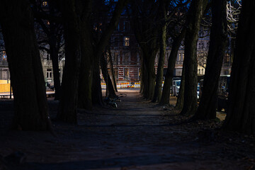Tree Lined Urban Path at Dusk