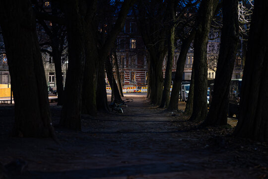 Tree Lined Urban Path at Dusk