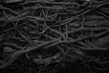 black and white roots and stems tied together