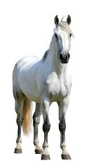 Obraz premium Majestic white horse stands elegantly against a clean white background.