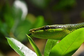 Red tailed green ratsnake in tree leaves