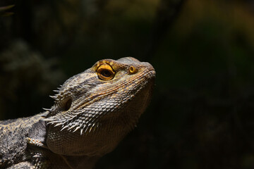 Australian Central bearded dragon profile portrait
