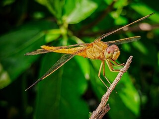 Golden-Orange Dragonfly Macro Shot on a Twig with Lush Green Bokeh Background