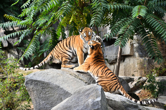 Two Siberian tigers play and fight