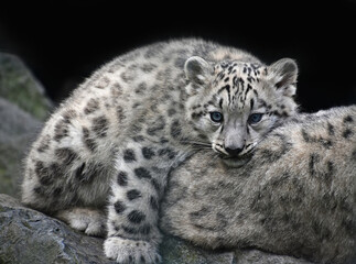 Snow leopard cub resting on mother with blue eyes