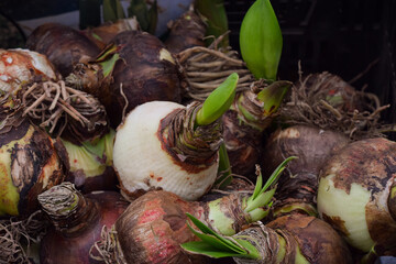 Amaryllis flower bulbs sprouting new green growth for spring planting