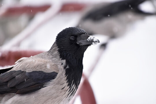 Hooded crow perching in falling snow on winter day