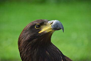 Close up profile portrait of Golden eagle on green
