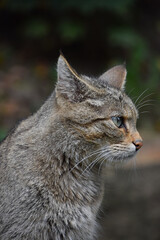 European wildcat side profile portrait close up