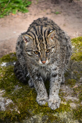 Obraz premium Portrait of fishing cat looking away