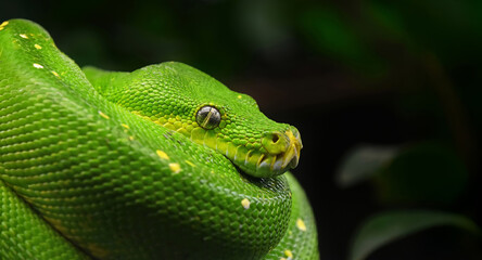 Green tree python profile portrait close up