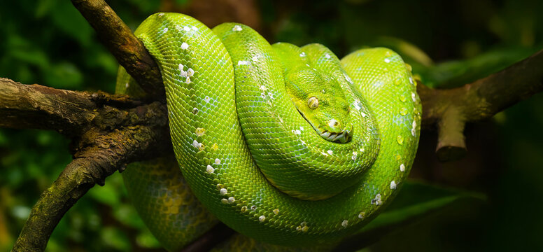 Green tree python coiled on a tree branch