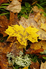 autumn leaf on the ground