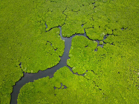 Mangrove forest with narrow winding river channel under tropical cloudy sky. Siargao, Philippines.