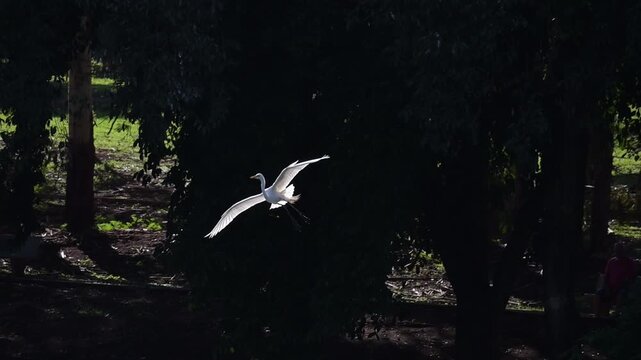 Waterfowl in slow motion on a lake in Brazil, beautiful waterfowl in slow motion detail on a lake in Brazil, natural light, 4k, selective focus.