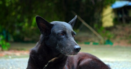 black dog resting on concrete pavement, vigilant guardian of quiet alley, soft dusk light, attentive ears,