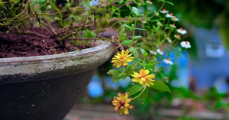 yellow daisy cluster in clay pot, rustic container garden closeup, textured soil, delicate petals, soft bokeh