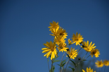 yellow flowers against blue sky