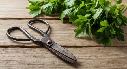 Fresh parsley with vintage scissors on wooden table background  