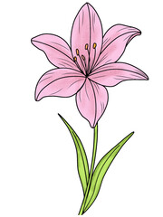 Pink Lily Botanical Pink Lily Full Bloom Flower for Nature Design Projects