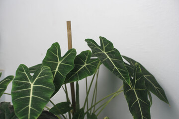 Vibrant Alocasia plant showcasing its distinctive dark green leaves with prominent white veins against a clean, minimalist white background.