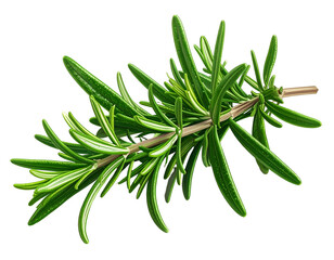 Fototapeta premium Fresh, vibrant green herb sprig with narrow leaves